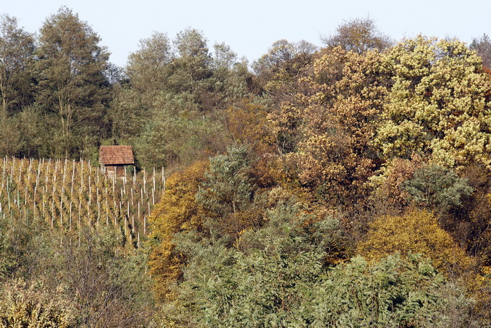 Varazdin, 301010.
Na podrucju brdovitog dijela opcine Vinice, koja je udaljena petnaest-ak kilometara od Varazdina ovih dana se moze vidjeti predivan spektar boja koje su nam dostupne samo nekoliko dana u godini.
Naime, pocetak opadanja lisca s drveca i p Varazdin, 301010.
Na podrucju brdovitog dijela opcine Vinice, koja je udaljena petnaest-ak kilometara od Varazdina ovih dana se moze vidjeti predivan spektar boja koje su nam dostupne samo nekoliko dana u godini.
Naime, pocetak opadanja lisca s drveca i p