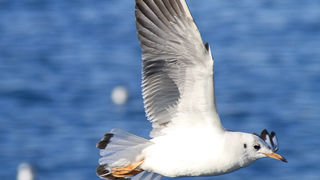 Galebovi u Jazinama, Foto: Leo Banić