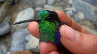 Tropske ptice u kolumbijskom Parque National Natural Tatamá u zapadnim Andama. Foto: Maja Bjelić