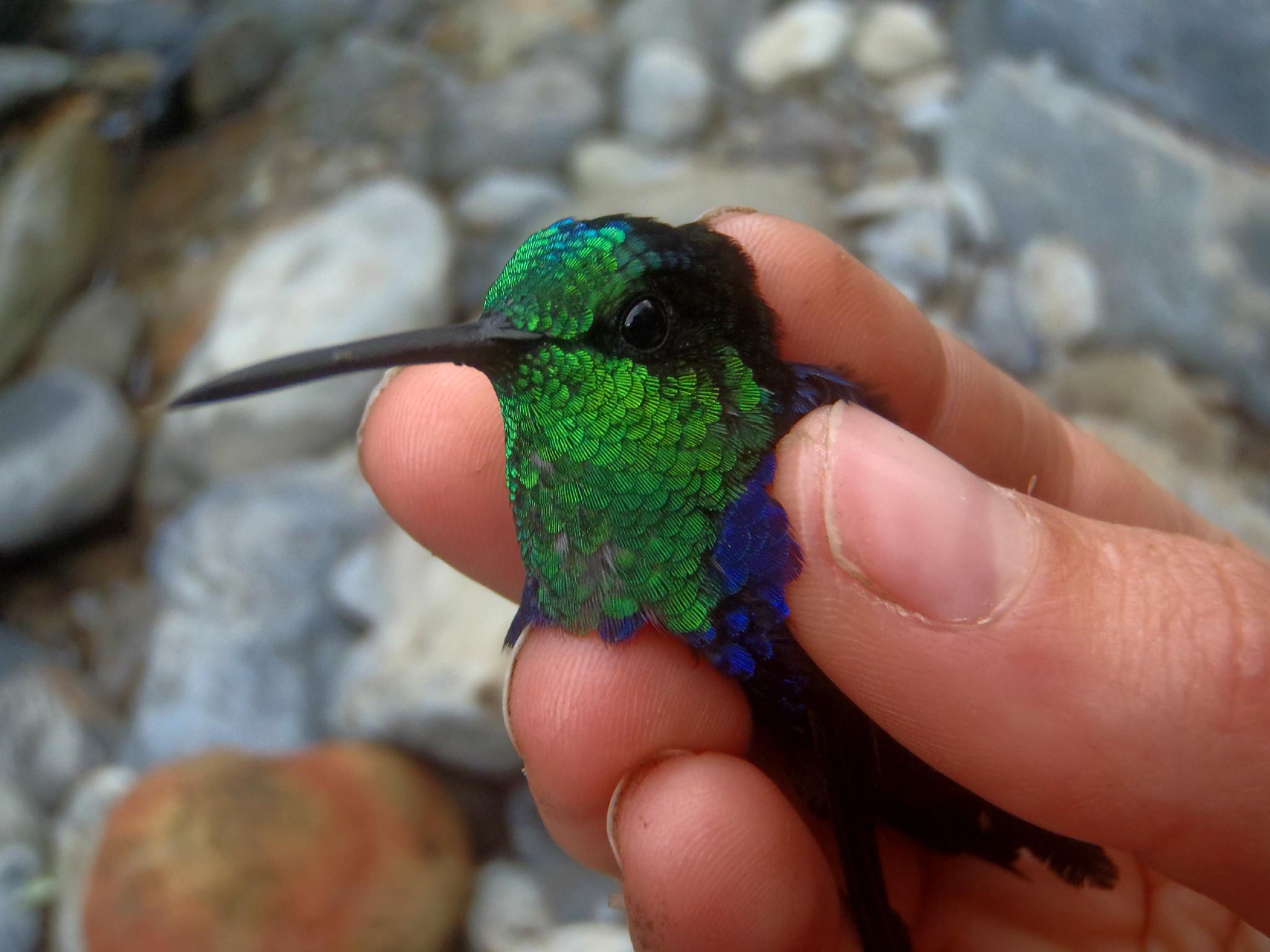 Tropske ptice u kolumbijskom Parque National Natural Tatamá u zapadnim Andama. Foto: Maja Bjelić
