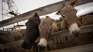 Farma “Dar-mar” (foto:Saša Čuka)