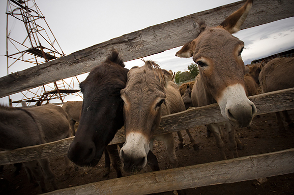 Farma “Dar-mar” (foto:Saša Čuka)