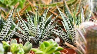 Pogledajte cvijetne fantazije na 53. Floraartu