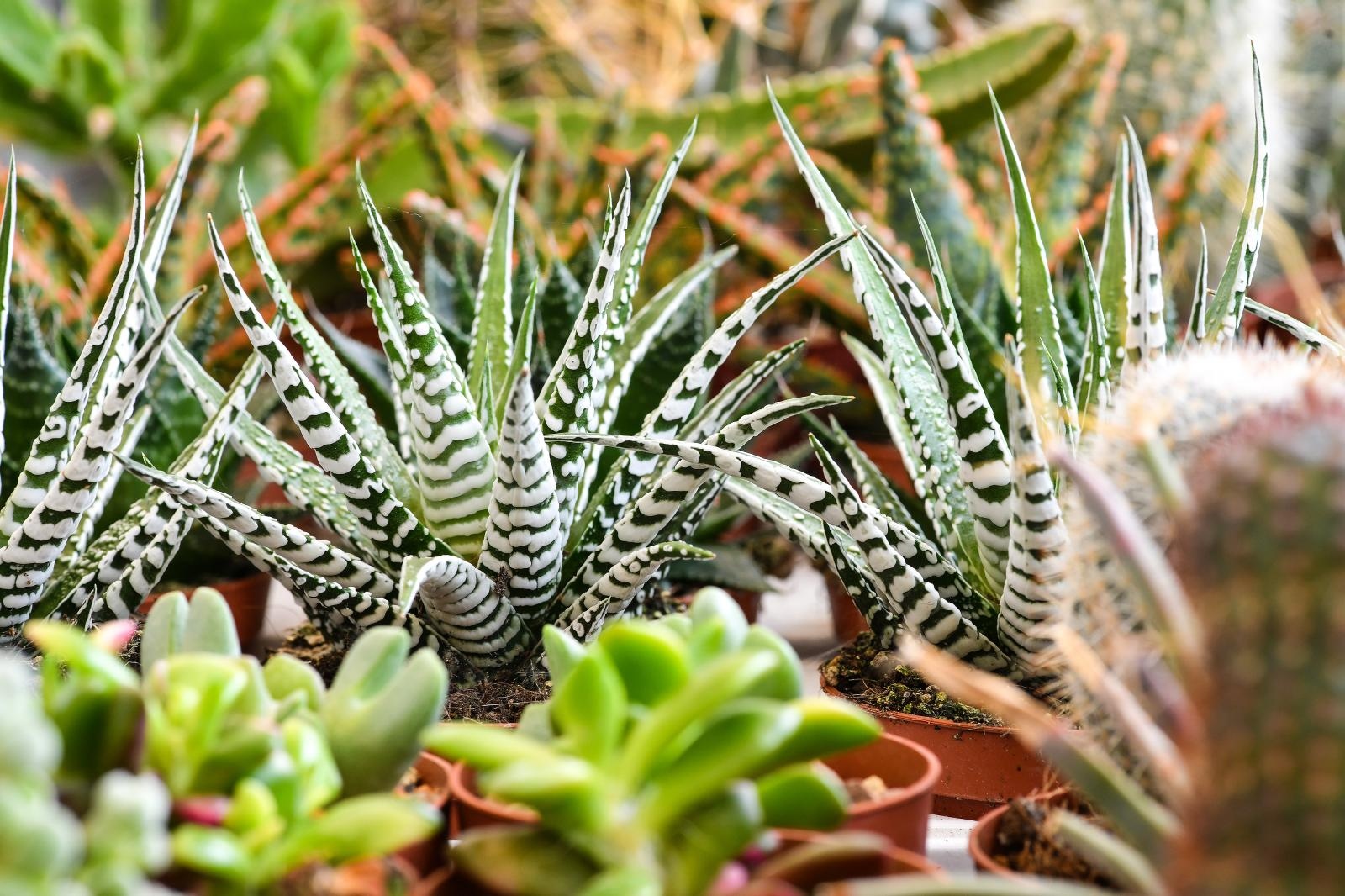 Pogledajte cvijetne fantazije na 53. Floraartu