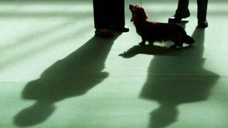 Izložba pasa Crufts 2009 u Birminghamu (Javno.hr)