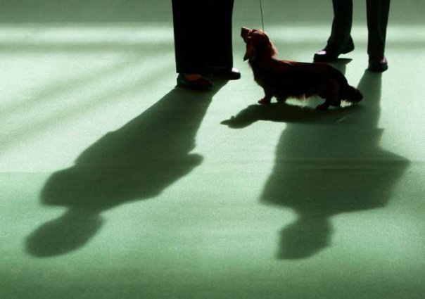 Izložba pasa Crufts 2009 u Birminghamu (Javno.hr)