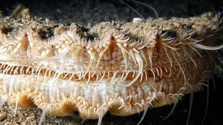 Foto: Ante Uglešić Foto: Ante Uglešić