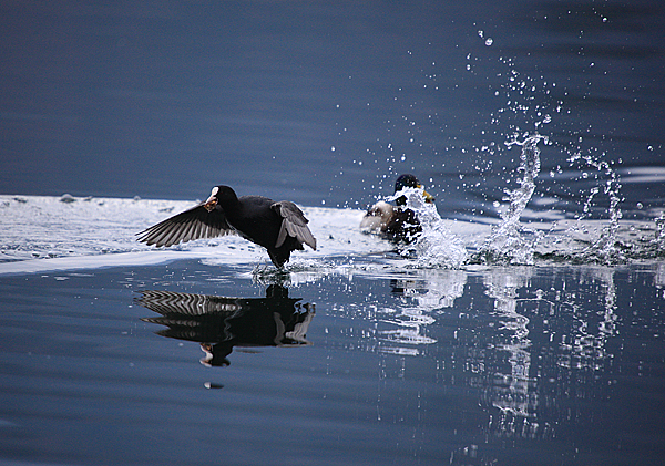 Bled i Bledsko jezero Bled i Bledsko jezero