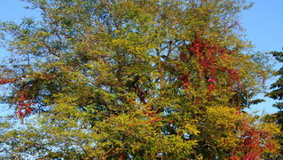 Đir po Karmi 18. listopada 2012. foto: Robert Brkljača Đir po Karmi 18. listopada 2012. foto: Robert Brkljača