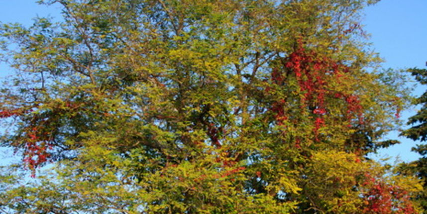 Đir po Karmi 18. listopada 2012. foto: Robert Brkljača Đir po Karmi 18. listopada 2012. foto: Robert Brkljača