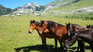 Velebit: Konji u Libinju