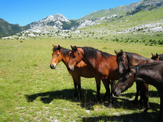Velebit: Konji u Libinju