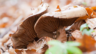 Lička jesen u znaku gljiva, Foto: Leo Banić