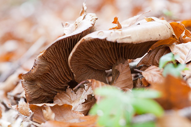 Lička jesen u znaku gljiva, Foto: Leo Banić