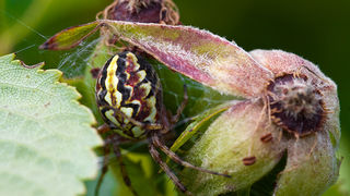 Cvijeće, bube, pauk, foto: Leo Banić