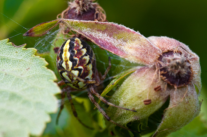 Cvijeće, bube, pauk, foto: Leo Banić