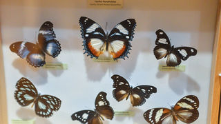 11. Noć muzeja u Zadru, foto-Iva Perinčić 11. Noć muzeja u Zadru, foto-Iva Perinčić