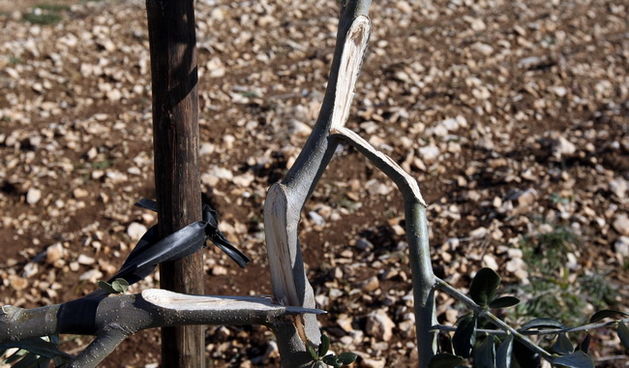 Zadar, 010210.
Opcina Polaca i PZ Masline i vino trazili su od Zadarske zupanije proglasenje elementarne nepogode radi leda koji su proslih dana okovali mlade masline. Neke su grane pod tezinom leda puknule.
Na slici: maslinik kod mjesta Tinj.
Foto: Vladi