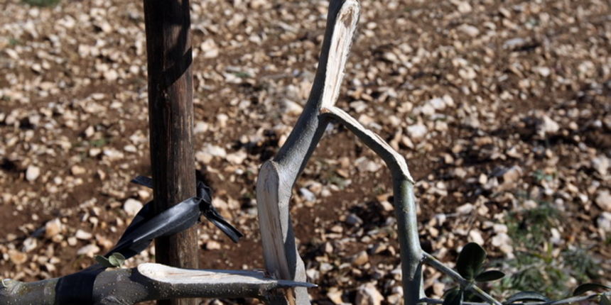 Zadar, 010210.
Opcina Polaca i PZ Masline i vino trazili su od Zadarske zupanije proglasenje elementarne nepogode radi leda koji su proslih dana okovali mlade masline. Neke su grane pod tezinom leda puknule.
Na slici: maslinik kod mjesta Tinj.
Foto: Vladi