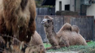 U Zoološki vrt Grada Zagreba stigla je mlada dvogrba deva Zsofia