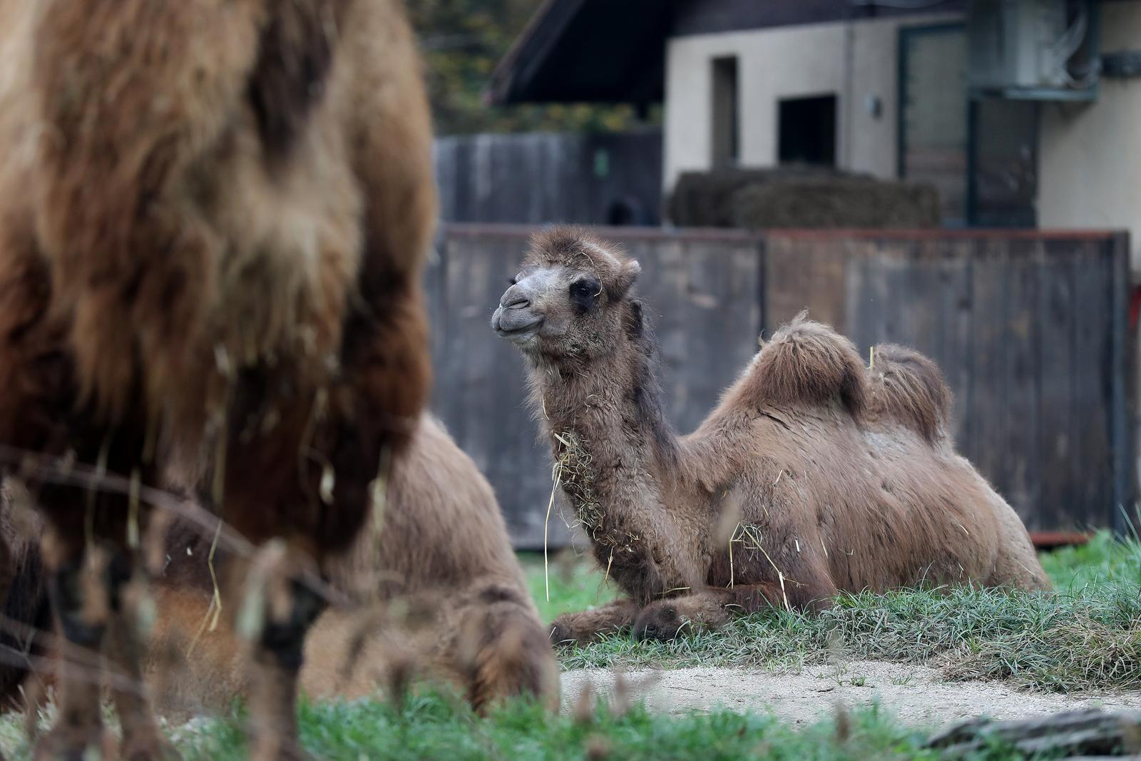 U Zoološki vrt Grada Zagreba stigla je mlada dvogrba deva Zsofia