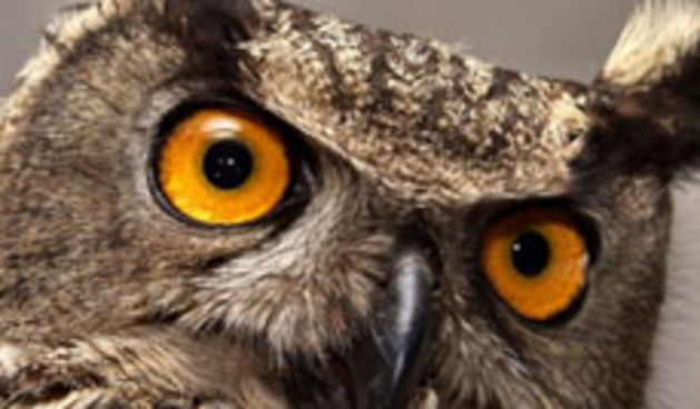 sova (foto: photonatura.com)