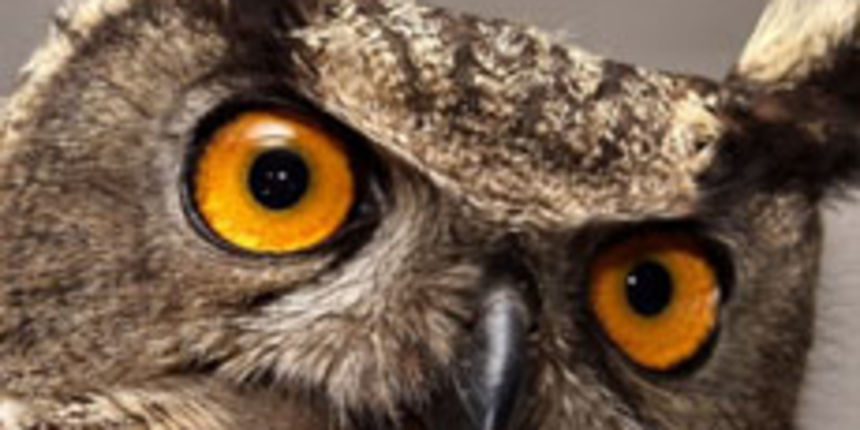 sova (foto: photonatura.com)