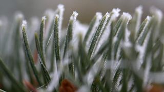 Zbog jutarnjih temperatura u minusu raslinje na kontinentu je prekriveno injem