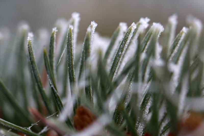 Zbog jutarnjih temperatura u minusu raslinje na kontinentu je prekriveno injem