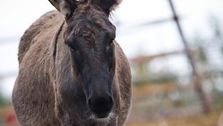 Farma “Dar-mar” (foto:Saša Čuka)