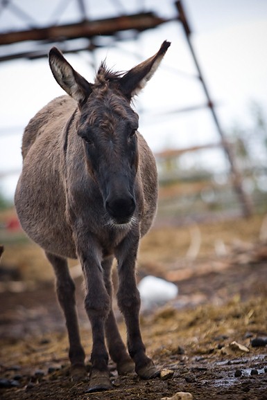 Farma “Dar-mar” (foto:Saša Čuka)