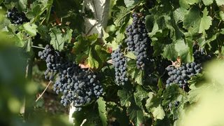 Drniš: Berba grožđa sa više od milijun čokota vinove loze, Photo: Duško Jaramaz/PIXSELL