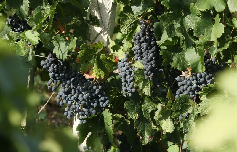 Drniš: Berba grožđa sa više od milijun čokota vinove loze, Photo: Duško Jaramaz/PIXSELL