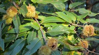 Pitomi kesten (Castanea sativa) jedan je od najprepoznatljivijih plodova jeseni. Photo: Borna Filić/PIXSELL Pitomi kesten (Castanea sativa) jedan je od najprepoznatljivijih plodova jeseni. Photo: Borna Filić/PIXSELL