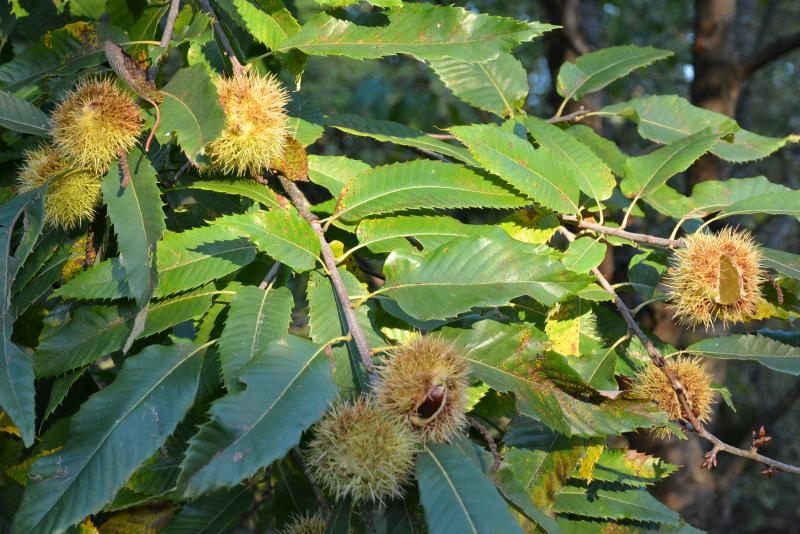 Pitomi kesten (Castanea sativa) jedan je od najprepoznatljivijih plodova jeseni. Photo: Borna Filić/PIXSELL Pitomi kesten (Castanea sativa) jedan je od najprepoznatljivijih plodova jeseni. Photo: Borna Filić/PIXSELL