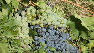 Drniš: Berba grožđa sa više od milijun čokota vinove loze, Photo: Duško Jaramaz/PIXSELL