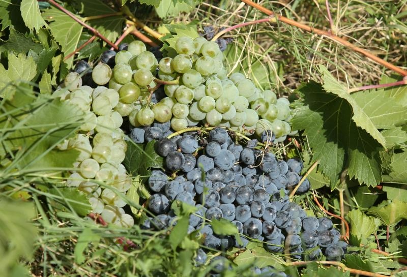 Drniš: Berba grožđa sa više od milijun čokota vinove loze, Photo: Duško Jaramaz/PIXSELL