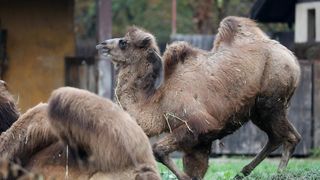 U Zoološki vrt Grada Zagreba stigla je mlada dvogrba deva Zsofia