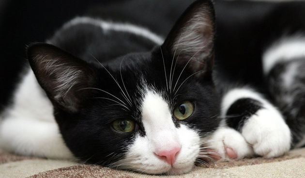 Crno-bijela mačka, Foto: fanpop.com