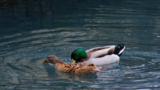 Đir 17. prosinca – uvala Maestral, Foto: Iva Perinčić