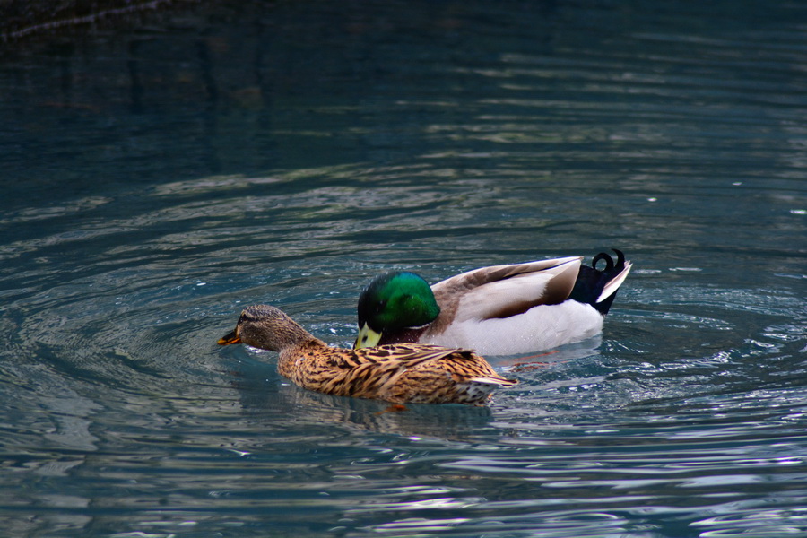 Đir 17. prosinca – uvala Maestral, Foto: Iva Perinčić