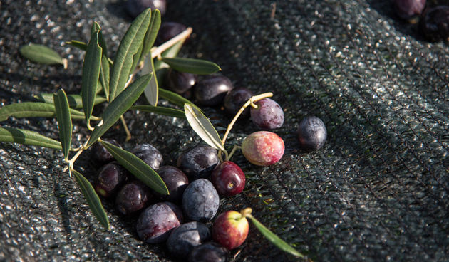 Berba maslina u Lunu, foto: V. Pesic