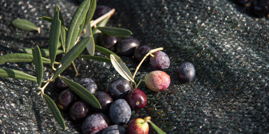 Berba maslina u Lunu, foto: V. Pesic