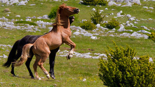 Divlji konji Velebita, foto: Leo Banic
