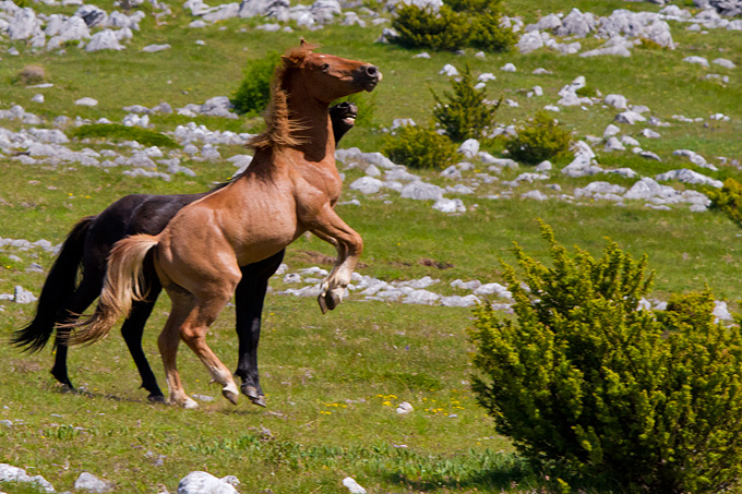 Divlji konji Velebita, foto: Leo Banic