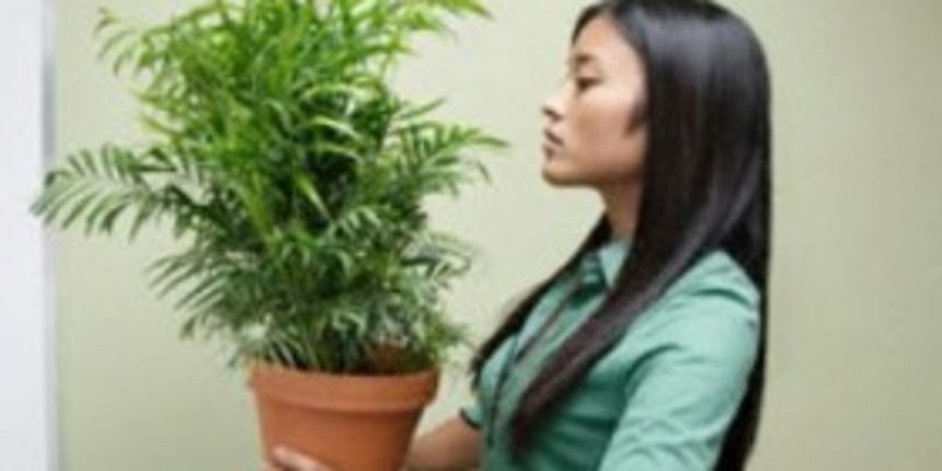 Koje su nam kućne biljke korisne Koje su nam kućne biljke korisne