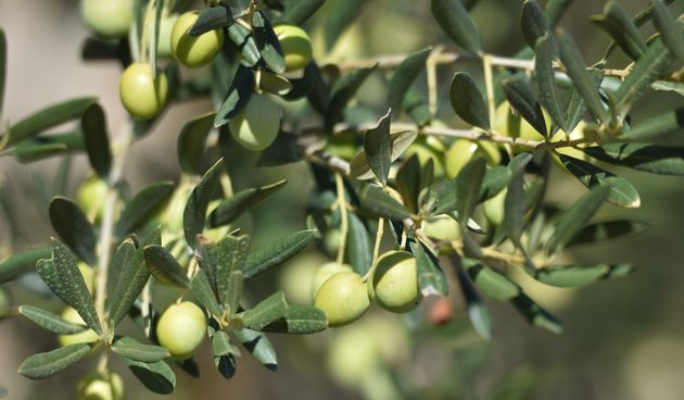 Kako uzgojiti kontinentalne masline?
