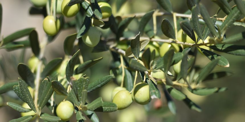 Kako uzgojiti kontinentalne masline?