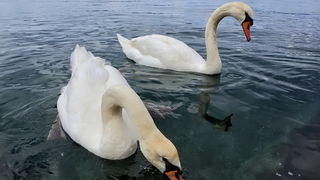 Labudovi u Bibinjama 12. svibnja 2013.  Foto: Roberto Lerga
