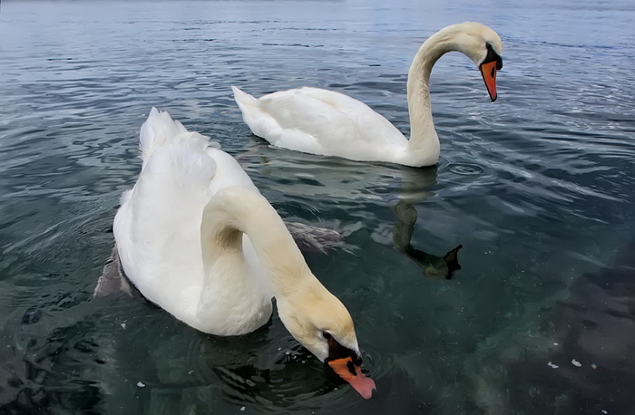Labudovi u Bibinjama 12. svibnja 2013.  Foto: Roberto Lerga